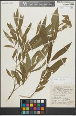 Foto von Salix alba L. x Salix fragilis L.